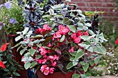 PLECTRANTHUS ARGENTEA WITH BEGONIA