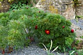 PAEONIA TENUIFOLIA