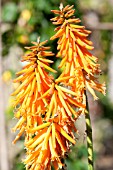 KNIPHOFIA TRIANGULARIS VAR TRIANGULARIS LIGHT OF THE WORLD