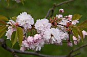 Prunus lannesiana Shirogami