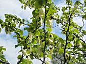 DAVIDIA INVOLUCRATA AGM