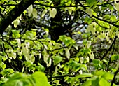 DAVIDIA INVOLUCRATA AGM