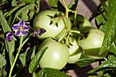 SOLANUM MURICATUM