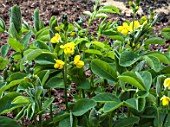 THERMOPSIS MOLLIS