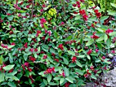 LONICERA TATARICA ARNOLDS RED