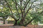 QURCUS ILEX 500 YEAR OLD SPECIMEN AT FULHAM PALACE, LONDON