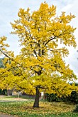 GINKGO BILOBA IN AUTUMN