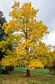 GINKGO BILOBA IN AUTUMN COLOUR