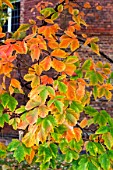 ACER GRISEUM FOLIAGE IN AUTUMN