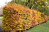 BEECH HEDGE IN AUTUMN (FAGUS SYLVATICA)