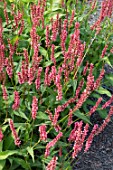 PERSICARIA AMPLEXICAULI (ORANGE FIELD) = ‘ORANGEFIELD’