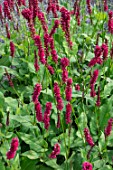 Persicaria amplexicaulis Sangre