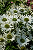 ECHINACEA PURPUREA ‘VIRGIN’