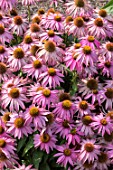 ECHINACEA PURPUREA ‘MISTRAL’