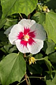 HIBISCUS SINOSYRIACUS ‘AUTUMN SURPRISE’