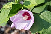 HIBISCUS SINOSYRIACUS ‘LILAC QUEEN’