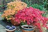 AUTUMN COLOUR ON ACER PALMATUM