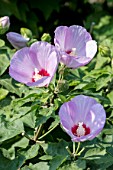 HIBISCUS SINOSYRIACUS ‘LILAC QUEEN’