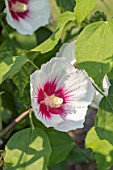 HIBISCUS SINOSYRIACUS ‘AUTUMN SURPRISE’