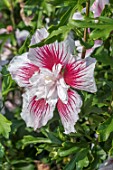 HIBISCUS ‘STARBURST CHIFFON’