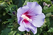 HIBISCUS SYRIACUS ‘MARINA