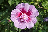 HIBISCUS SYRIACUS ‘MINGRAVI4’