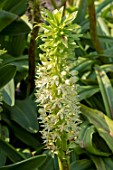 EUCOMIS ‘PLAYA BLANCA’