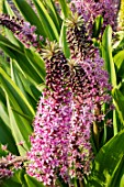 EUCOMIS ‘PINK GIN’