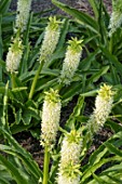 EUCOMIS (MANI) = ‘GSAKLKELE’ (ALOHA LLY SERIES)