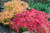 AUTUMN COLOUR ON ACER PALMATUM