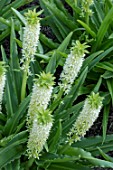 EUCOMIS ( MANI ) = ‘GSALKELE’ (ALOHA LILY SERIES)