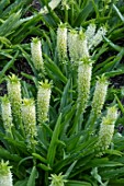 EUCOMIS (MANI) = ‘GSALKELE’ (ALOHA LILY SERIES)