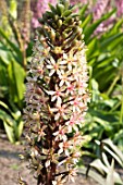 EUCOMIS ‘ZEAL BRONZE’