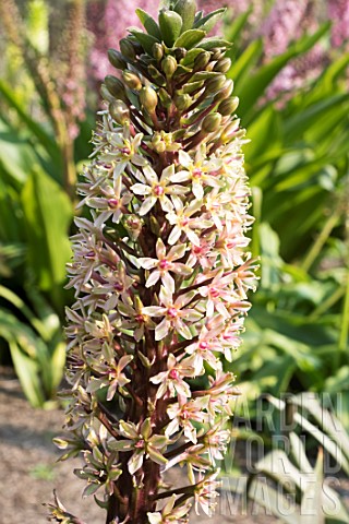 EUCOMIS_ZEAL_BRONZE
