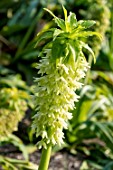 EUCOMIS BICOLOR ‘ALBA’