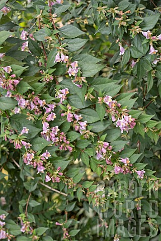 ABELIA_ENGLERIANA