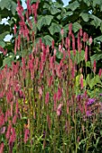 SANGUISORBA ‘BLACKTHORN’