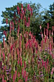 SANGUISORBA ‘BLACKTHORN’