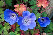 GERANIUM ROSANNE WITH FOLIAGE COLOURING IN AUTUMN