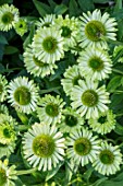 ECHINACEA PURPUREA ‘GREEN JEWEL’