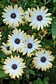 OSTEOSPERMUM ‘SUNNY AMANDA’