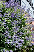 VITEX AGNUS-CASTUS