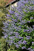 VITEX AGNUS-CASTUS