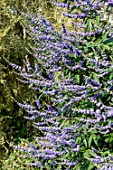 Vitex agnus-castus