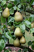 PEAR ‘BEURRE HARDY’