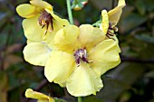 VERBASCUM CRETICUM