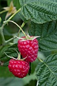 RASPBERRY ‘SUGANA’