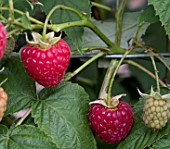 RASPBERRY ‘HIMBO TOP’