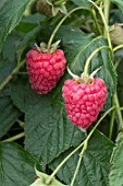 RASPBERRY ‘ENROSADIRA’