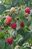 RASPBERRY ‘KWELI’